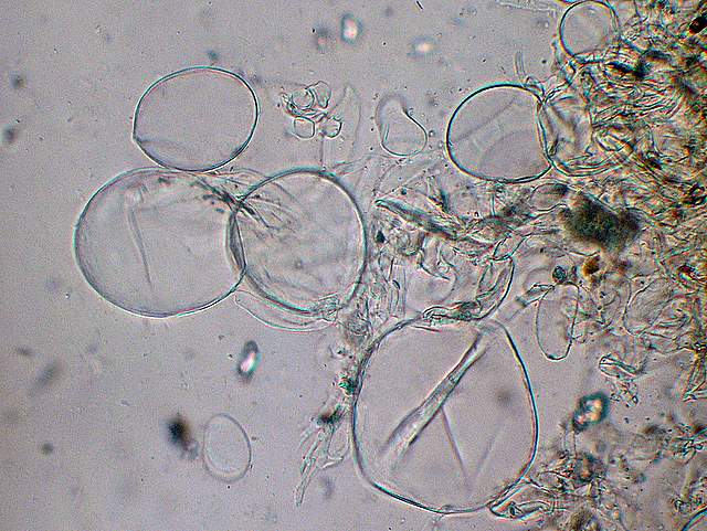 Amanita spec. Cod.: 8509-08